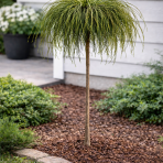 Tuja riasnatá (Thuja plicata) ´WHIPCORD´ - výška 85-100 cm, kont. C5L  - NA KMIENKU